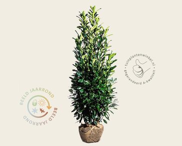 Prunus laurocerasus 'Elly' - kluit