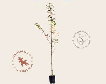 Castanea sativa 'Lyon'