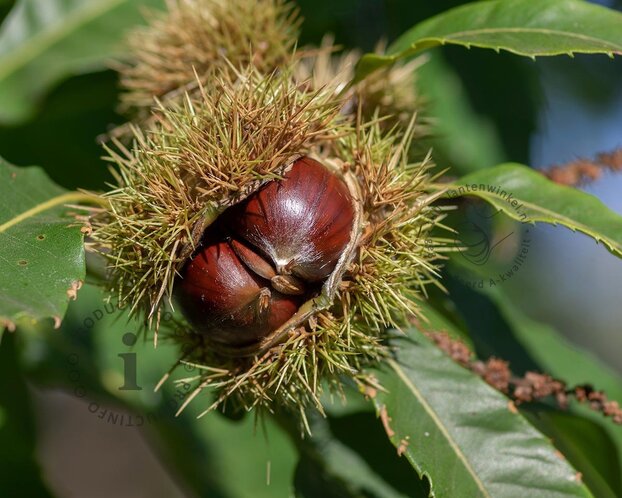 Castanea sativa 'Lyon'