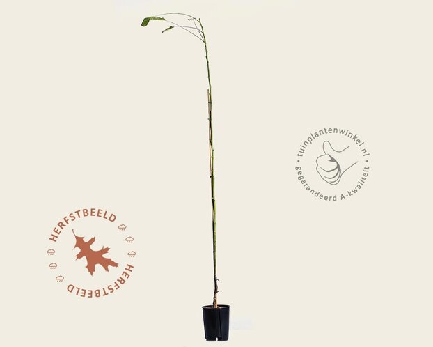 Juglans regia 'Broadview'