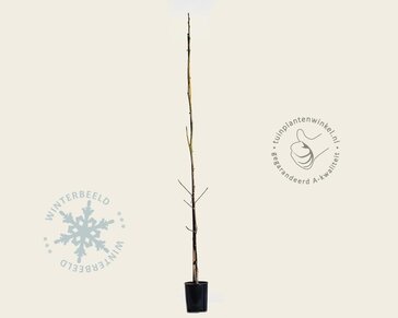 Juglans regia 'Lara'