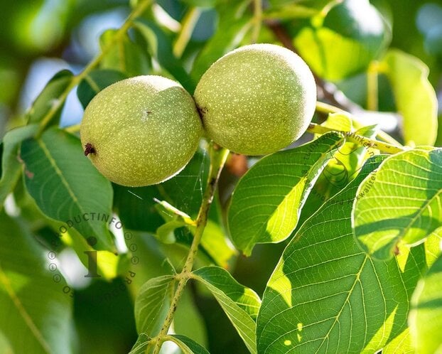 Juglans regia 'Lara'