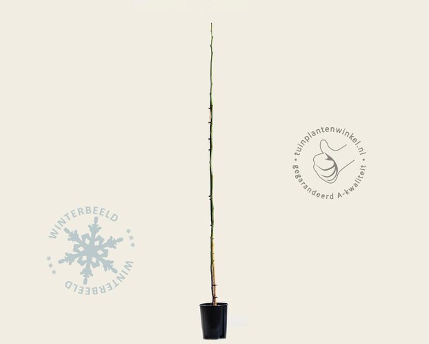 Juglans regia 'Buccaneer'