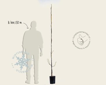 Juglans regia 'Lange van Lod'