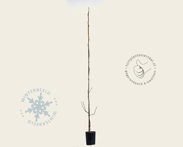 Juglans regia 'Lange van Lod'