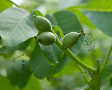 Juglans regia 'Lange van Lod'