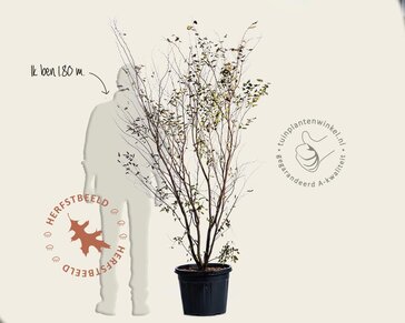 Zelkova serrata - meerstammig