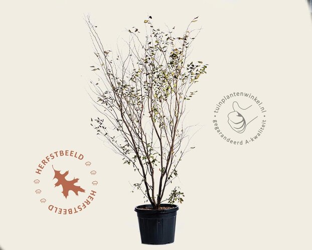 Zelkova serrata - meerstammig