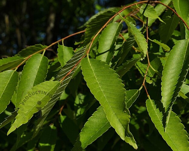 Zelkova serrata - meerstammig