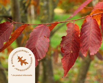 Zelkova serrata - meerstammig