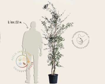 Quercus suber - meerstammig image