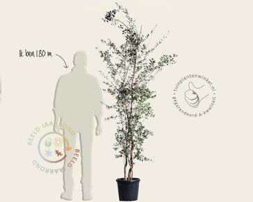 Quercus suber - meerstammig