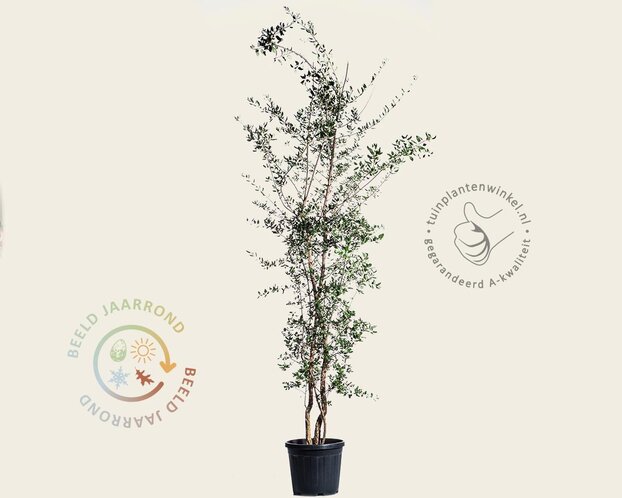 Quercus suber - meerstammig