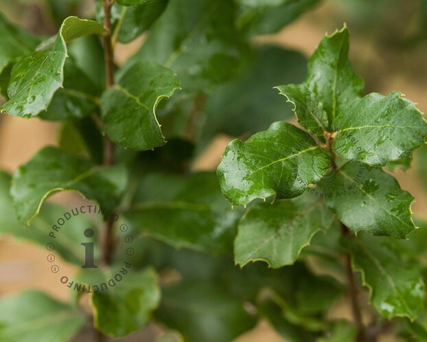 Quercus suber - meerstammig
