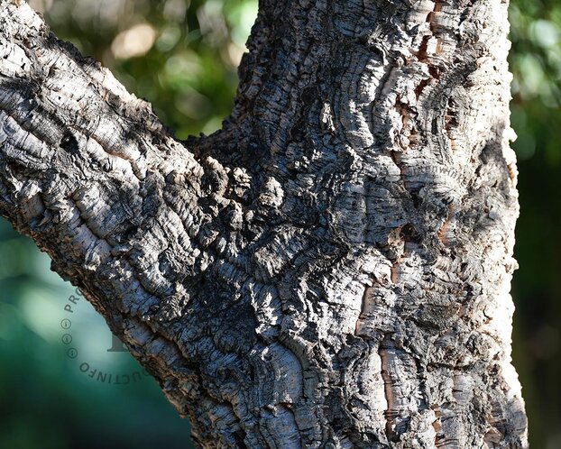 Quercus suber - meerstammig