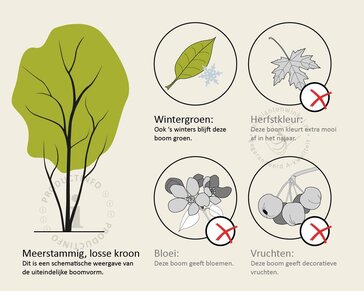 Quercus suber - meerstammig