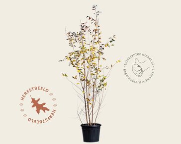 Prunus 'The Bride' - meerstammig