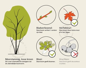 Prunus 'The Bride' - meerstammig