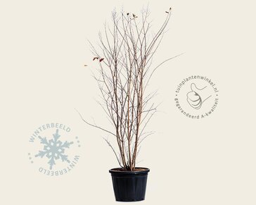 Lagerstroemia indica 'Muskogee' - meerstammig