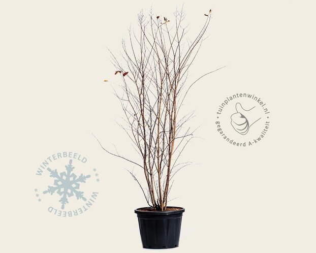 Lagerstroemia indica 'Muskogee' - meerstammig