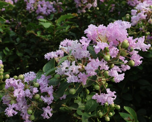 Lagerstroemia indica 'Muskogee' - meerstammig