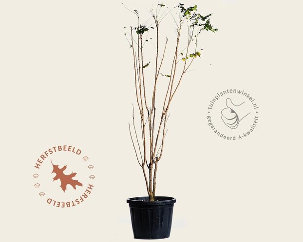 Koelreuteria paniculata - meerstammig