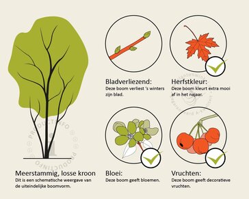 Koelreuteria paniculata - meerstammig