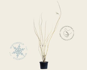 Albizia julibrissin 'Boubri' - meerstammig