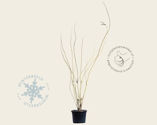 Albizia julibrissin 'Boubri' - meerstammig