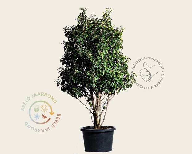 Prunus lusitanica 'Brenelia' - meerstammig