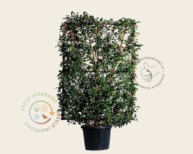 Prunus lusitanica 'Brenelia' - In rek 110x160 cm