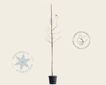 Acer negundo 'Flamingo'