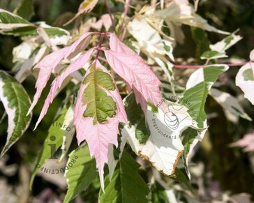 Acer negundo 'Flamingo'