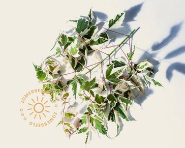 Acer negundo 'Flamingo'