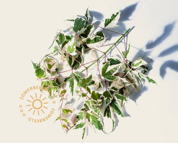 Acer negundo 'Flamingo'