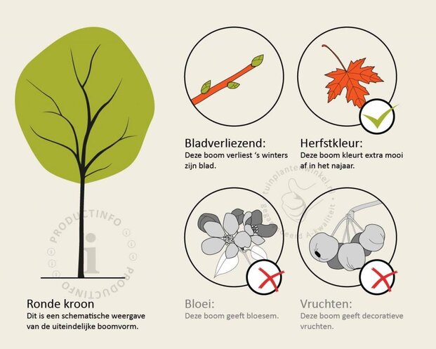 Acer negundo 'Flamingo'