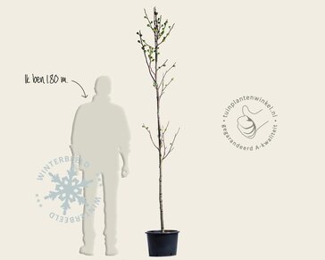 Ficus carica 'Rouge de Bordeaux' - boomvorm