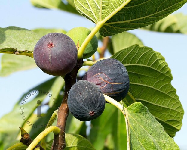 Ficus carica 'Rouge de Bordeaux' - boomvorm