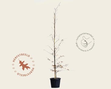 Fagus sylvatica 'Midnight Feather' - beveerd