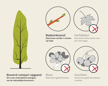 Fagus sylvatica 'Midnight Feather' - beveerd