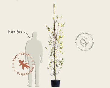 Carpinus betulus 'Bonanomi' - beveerd