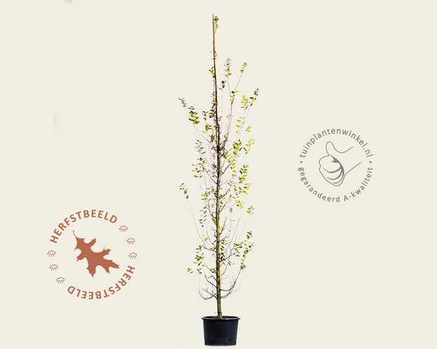 Carpinus betulus 'Bonanomi' - beveerd