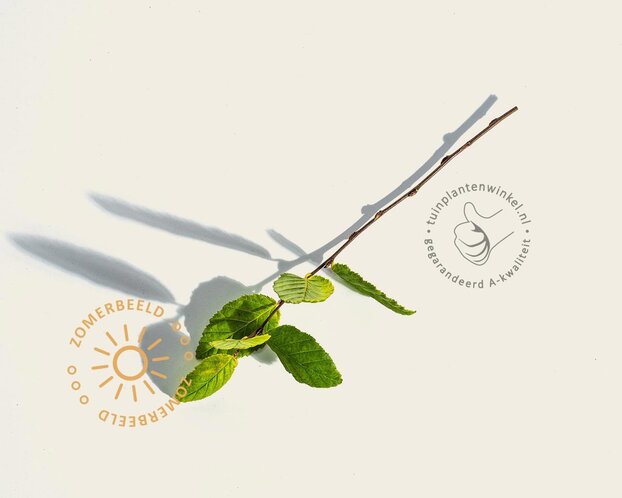 Carpinus betulus 'Bonanomi' - beveerd