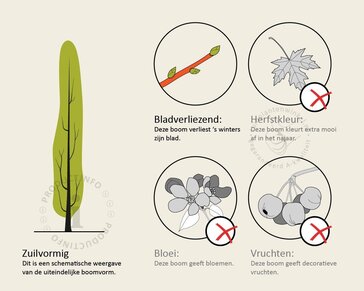 Carpinus betulus 'Bonanomi' - beveerd