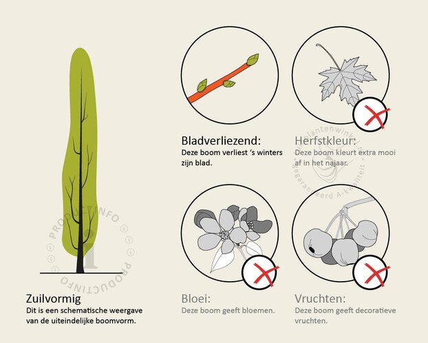 Carpinus betulus 'Bonanomi' - beveerd