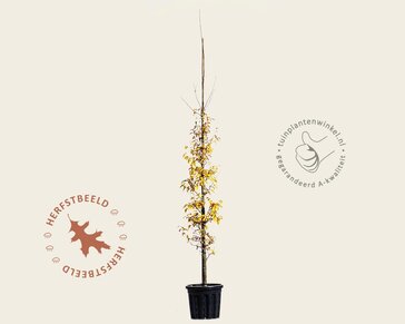 Parrotia persica 'Persian Spire' - beveerd