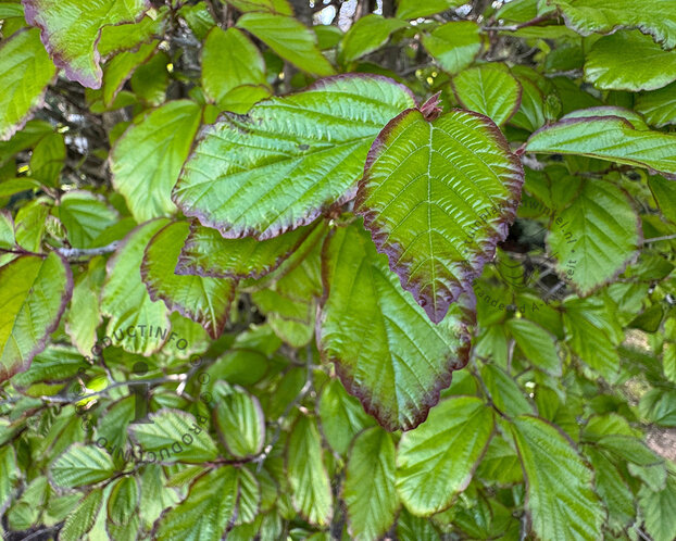 Parrotia persica 'Persian Spire' - beveerd