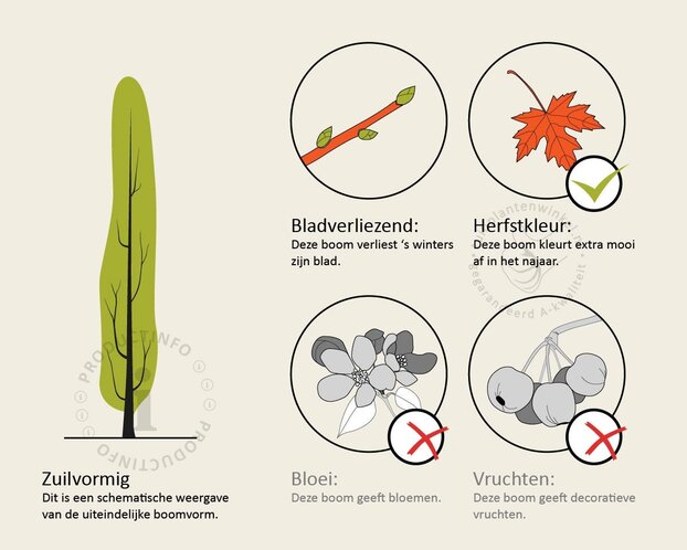 Parrotia persica 'Persian Spire' - beveerd