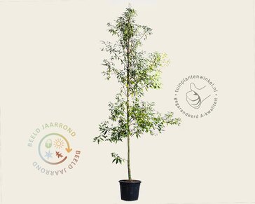 Quercus myrsinifolia - beveerd