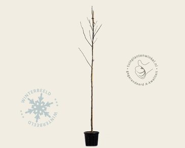 Juglans regia 'Bella Maria' - hoogstam